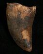 Tyrannosaurus Rex Tooth #5846-1